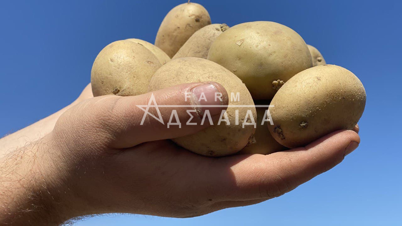 Planting and growing early potatoes