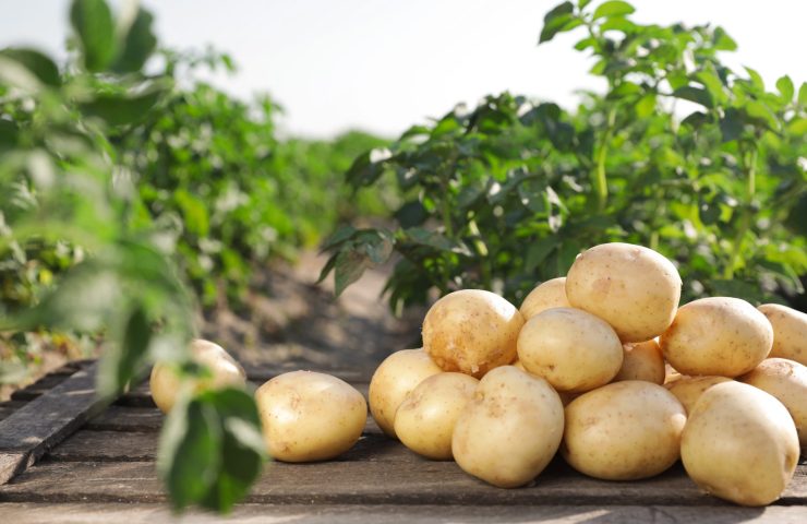 Wooden crate with raw young potatoes in field on summer day