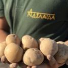 Як у ФГ «Аделаїда» проходить процес збирання та лікування насіннєвої картоплі!
